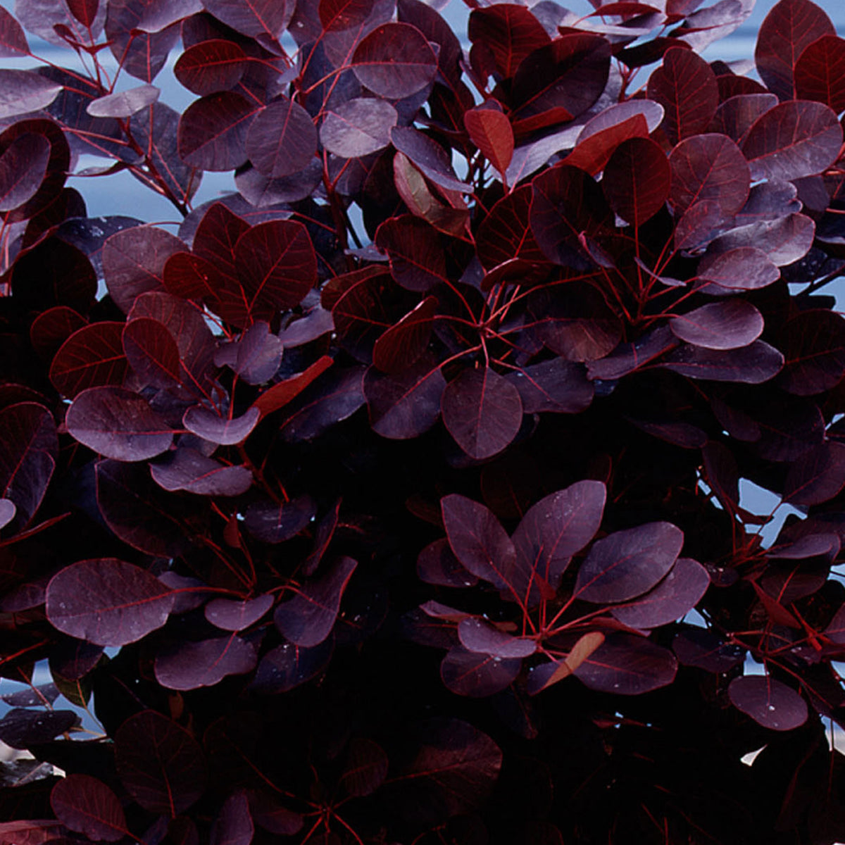 Smoketree Cotinus 'Royal Purple' on stem purple - Hardy plant