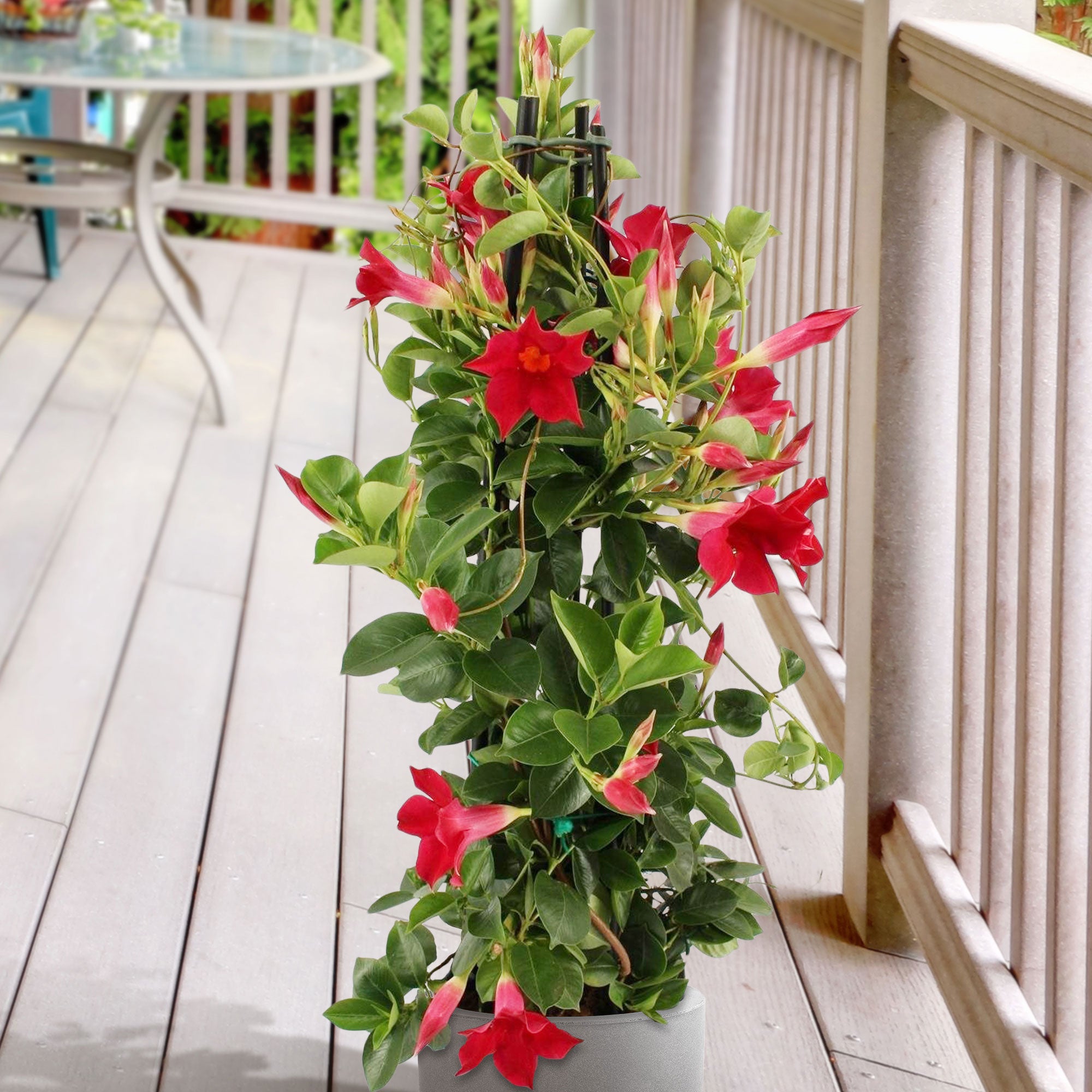 chilean jasmine plant Chilean jasmine Mandevilla piramide red