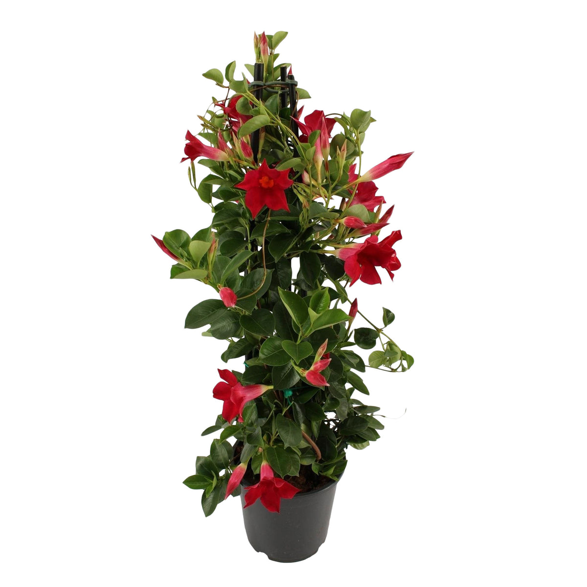 Chilean jasmine Mandevilla piramide red