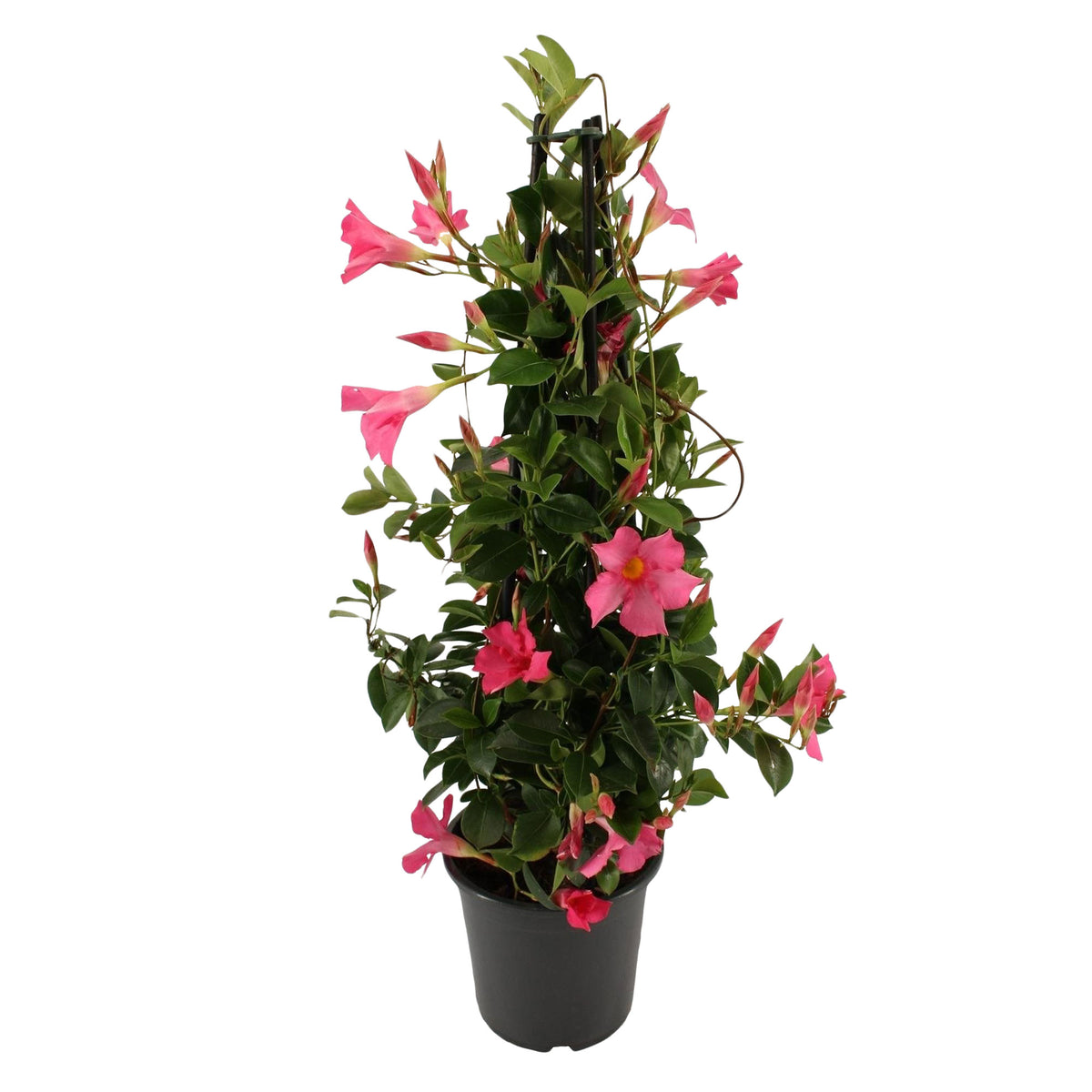 Chilean jasmine Mandevilla pyramid pink