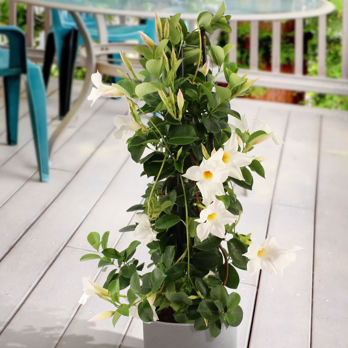 Chilean jasmine Mandevilla piramide white