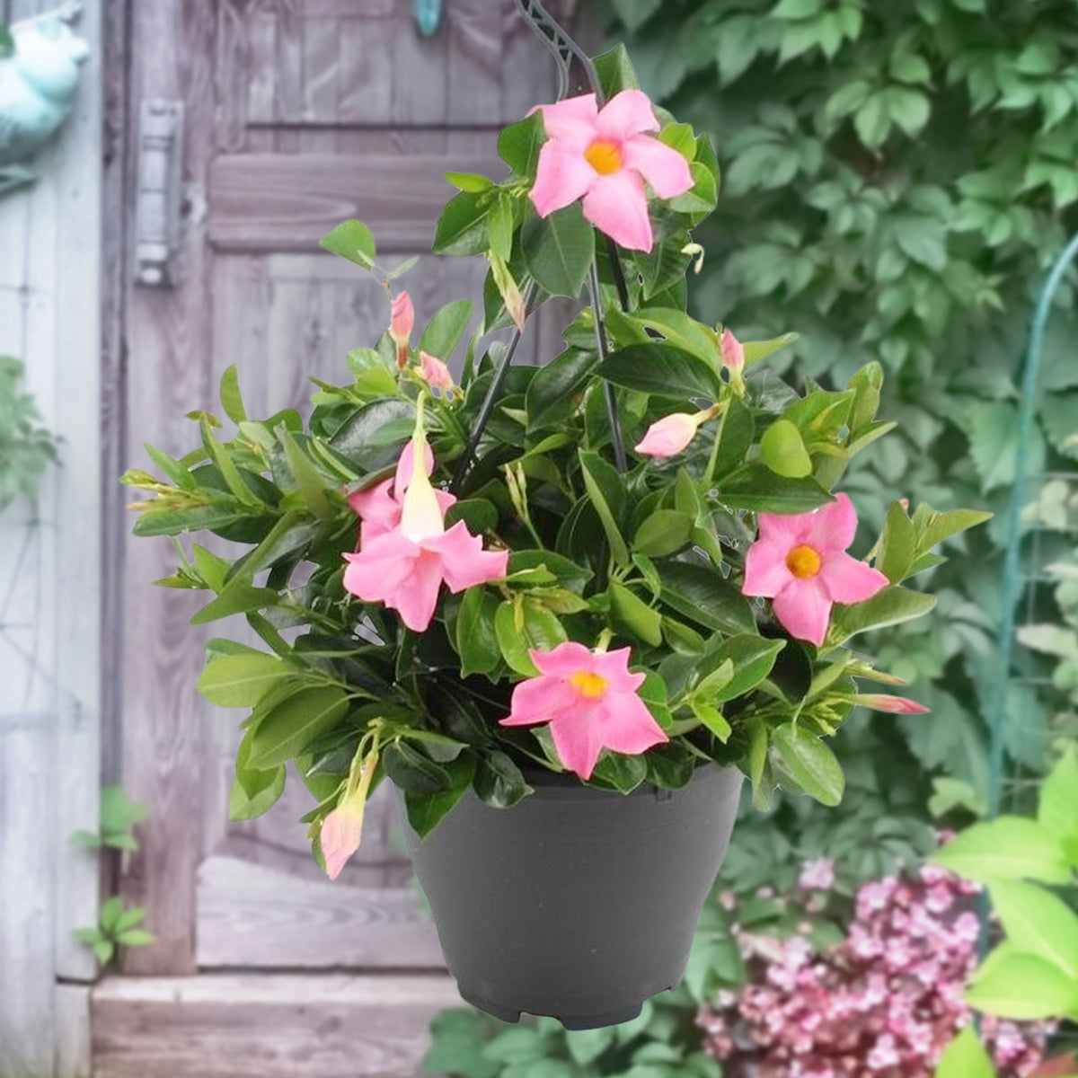 Chilean jasmine Mandevilla pink including hanging planter