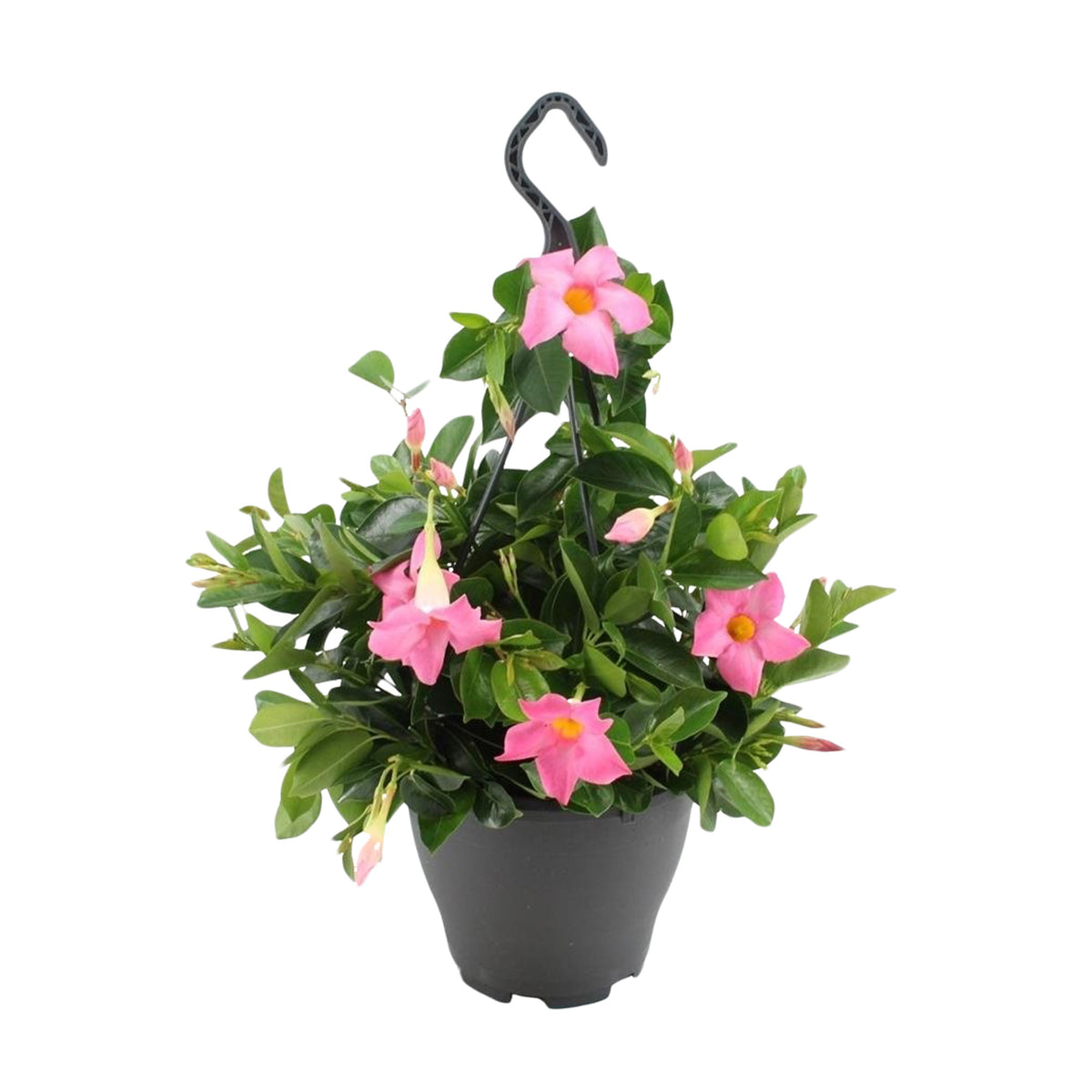 Chilean jasmine Mandevilla pink including hanging planter