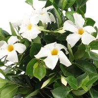 Chilean jasmine Mandevilla white including hanging planter
