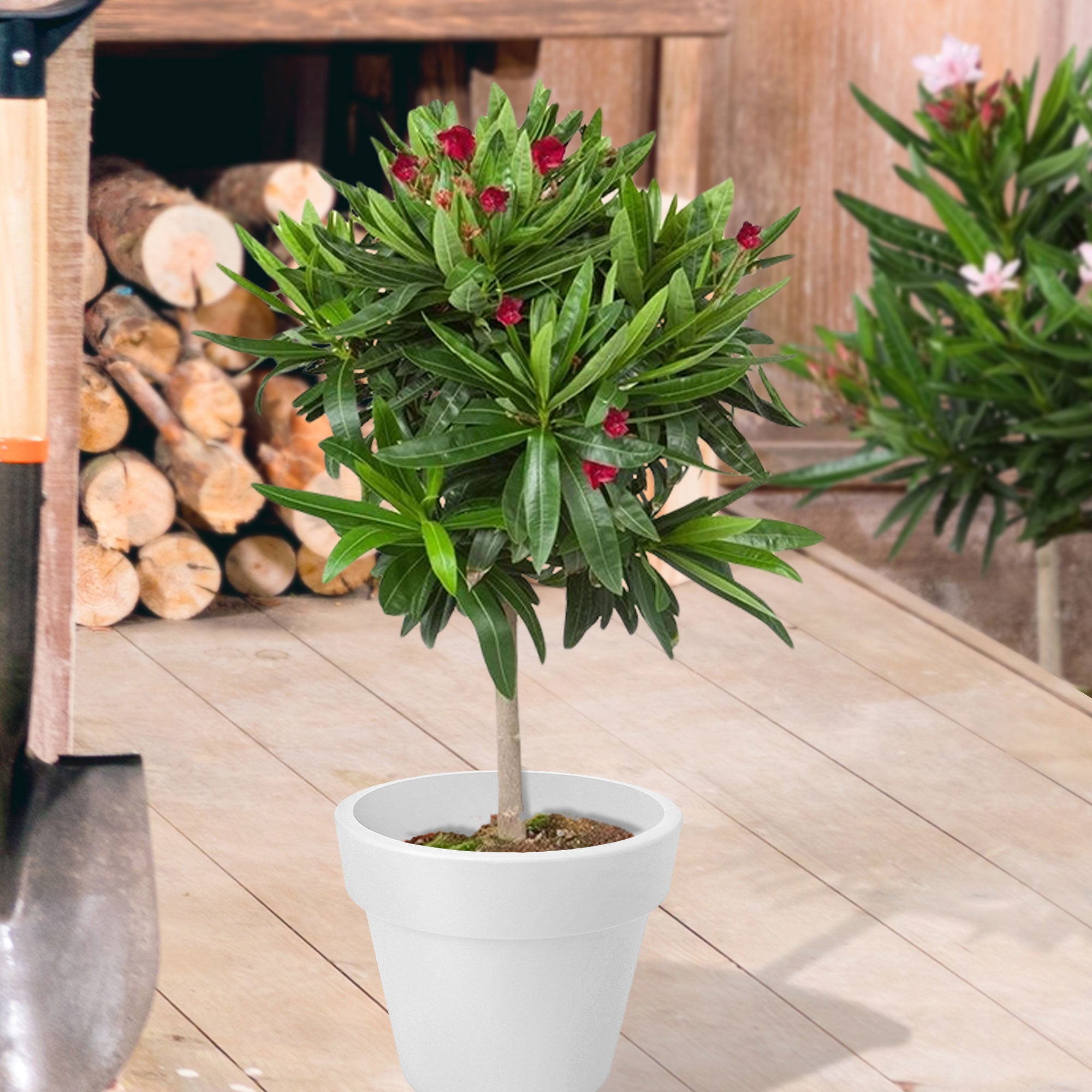 oleander indoor plant Oleander Nerium red on stem