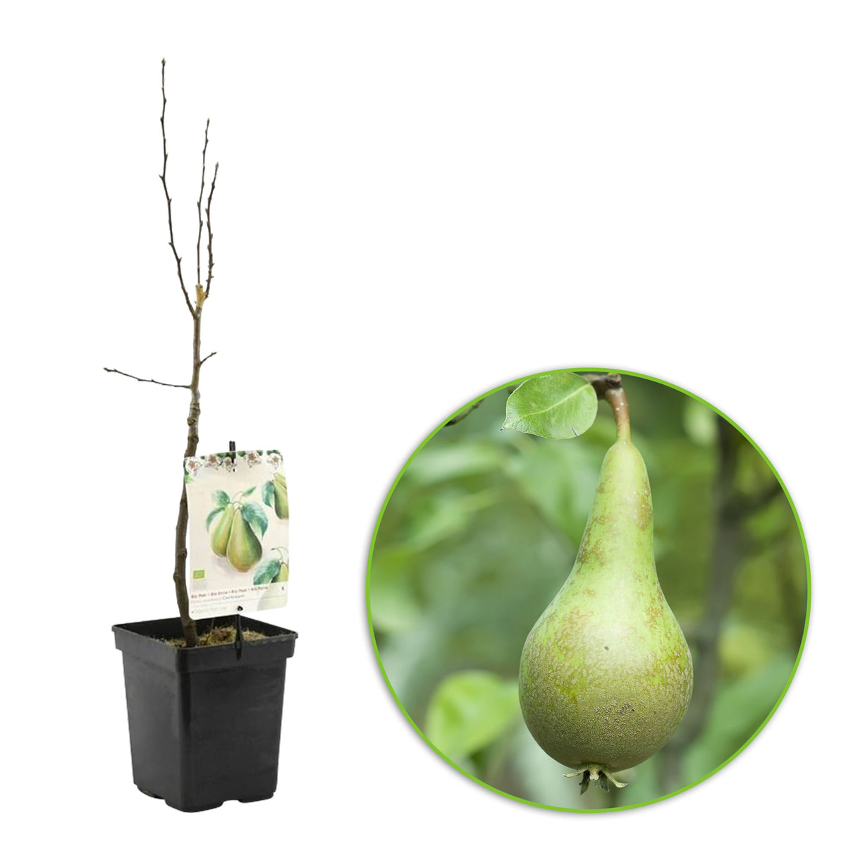 Pear tree Pyrus 'Conference' - Organic - Hardy plant