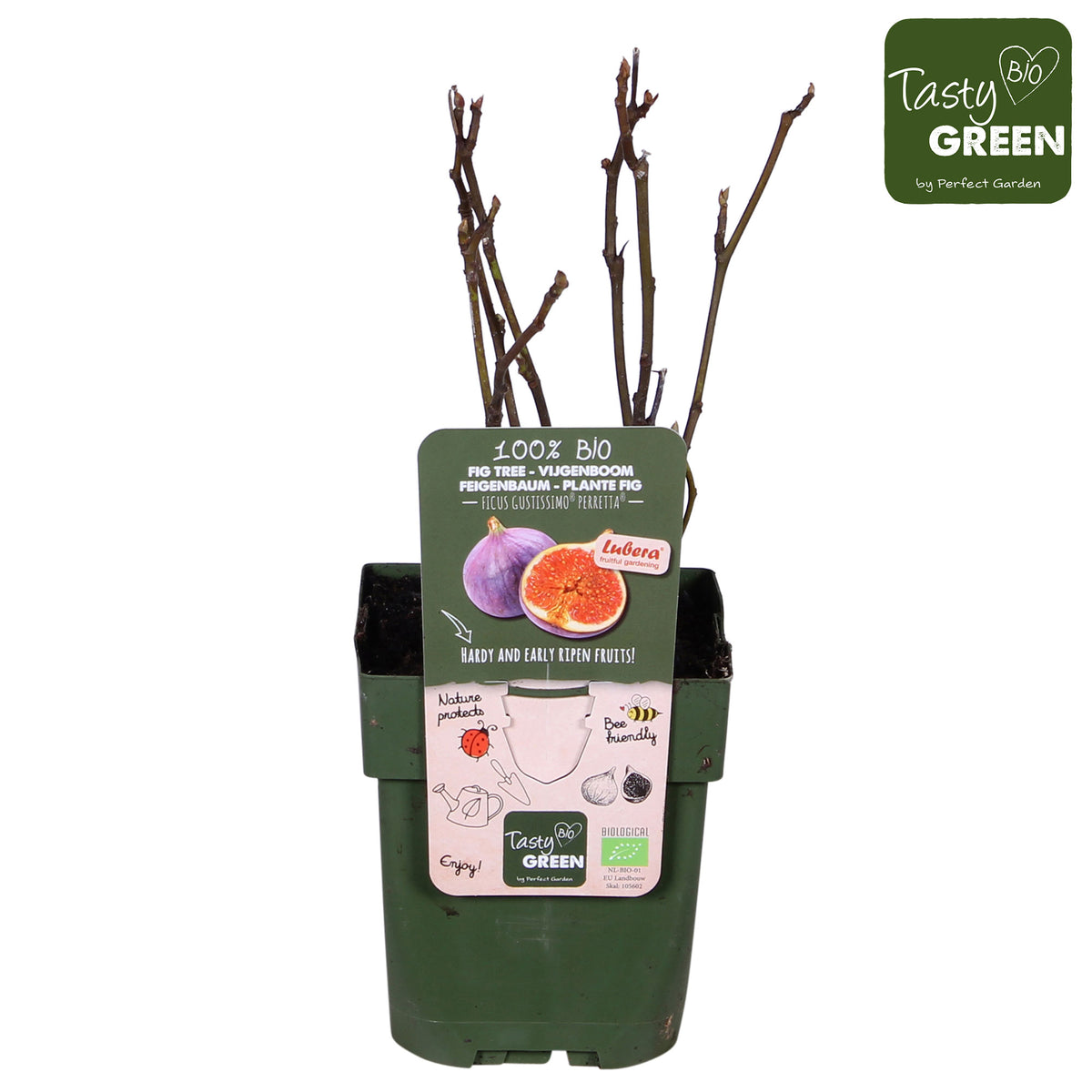 Fig tree Ficus carica 'Perretta' - green-brown - Bio - Hardy plant