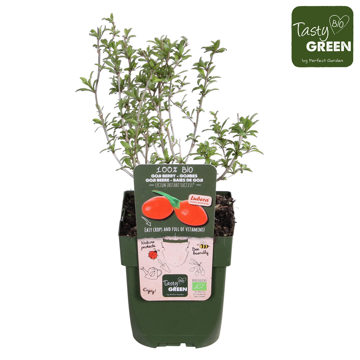 Goji berry Lycium 'Instant Success' Red - Bio - Hardy plant