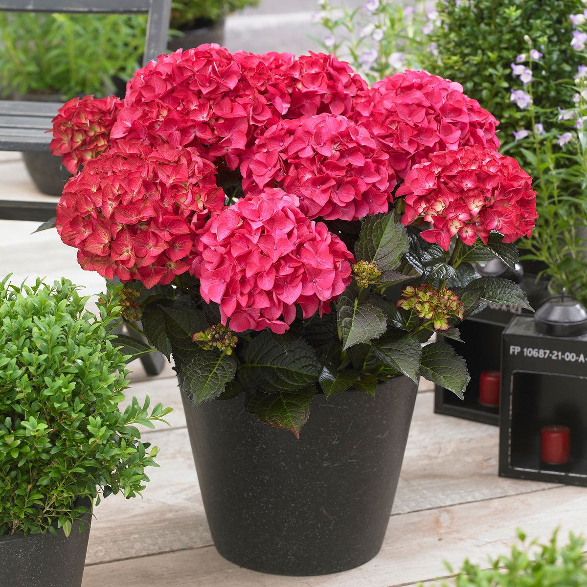 Bigleaf hydrangea Hydrangea 'Red Angel' Red
