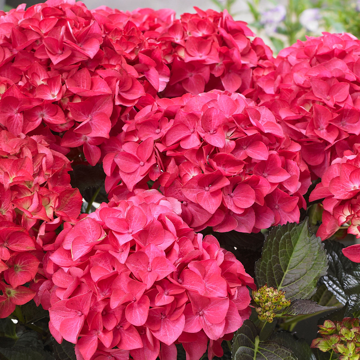 Bigleaf hydrangea Hydrangea 'Red Angel' Red