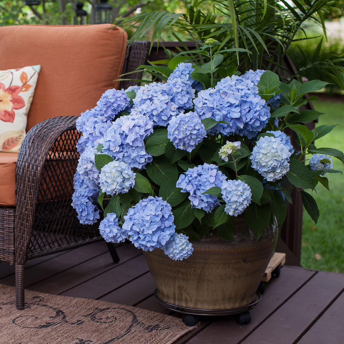 Bigleaf hydrangea Hydrangea 'The Original Blue' Blue - Hardy plant