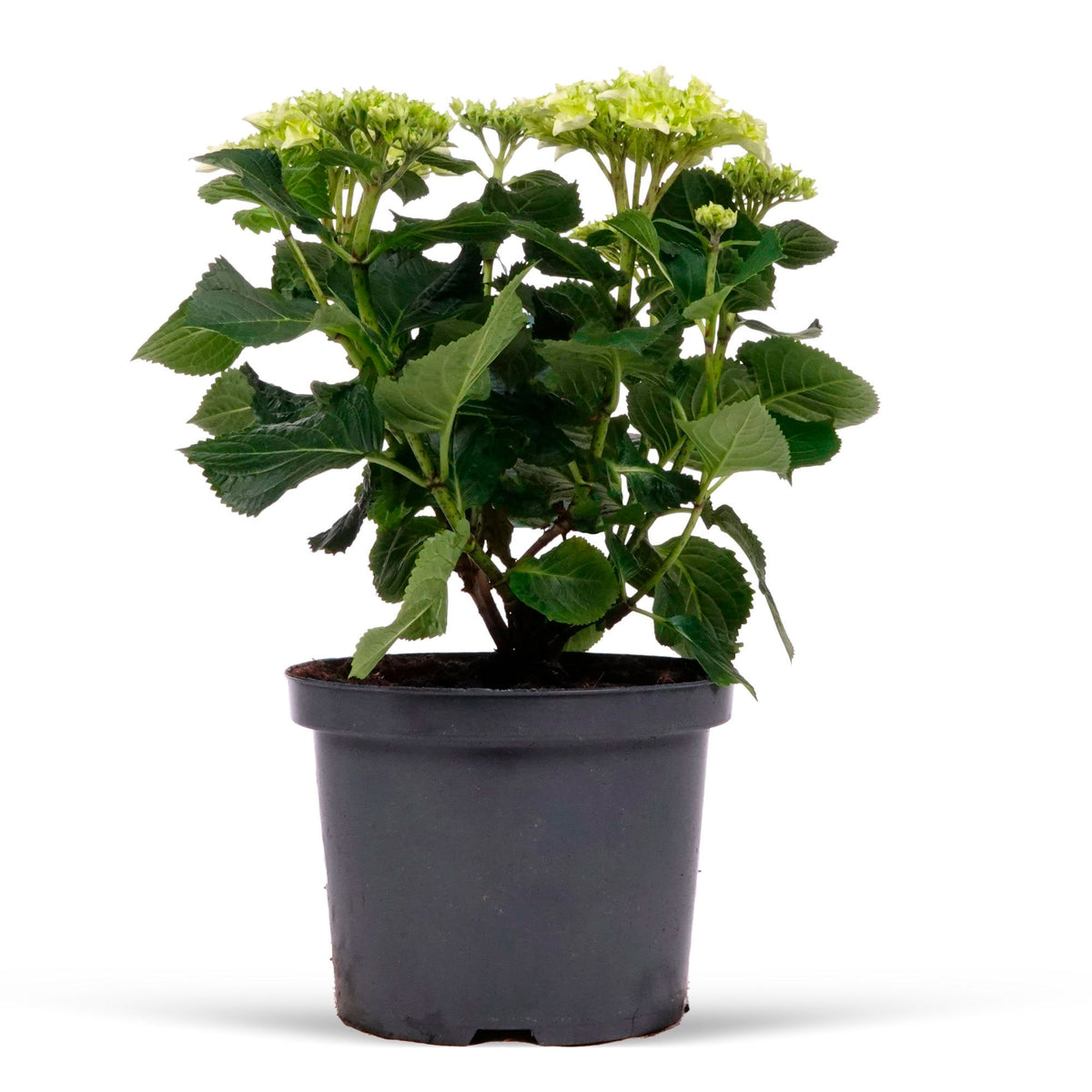 Bigleaf hydrangea Hydrangea macrophylla Blue - Hardy plant