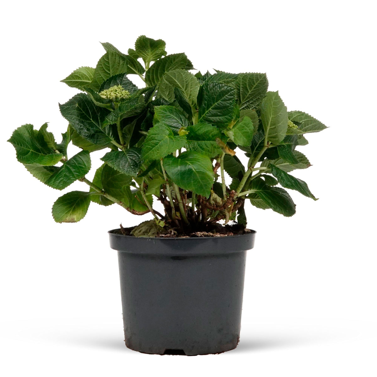 Bigleaf hydrangea Hydrangea macrophylla Pink - Hardy plant