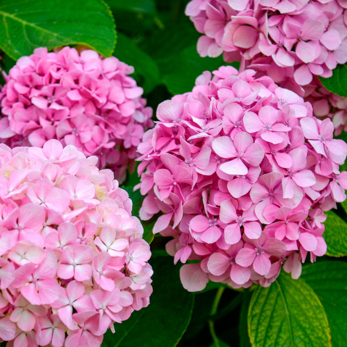 Bigleaf hydrangea Hydrangea macrophylla Pink - Hardy plant
