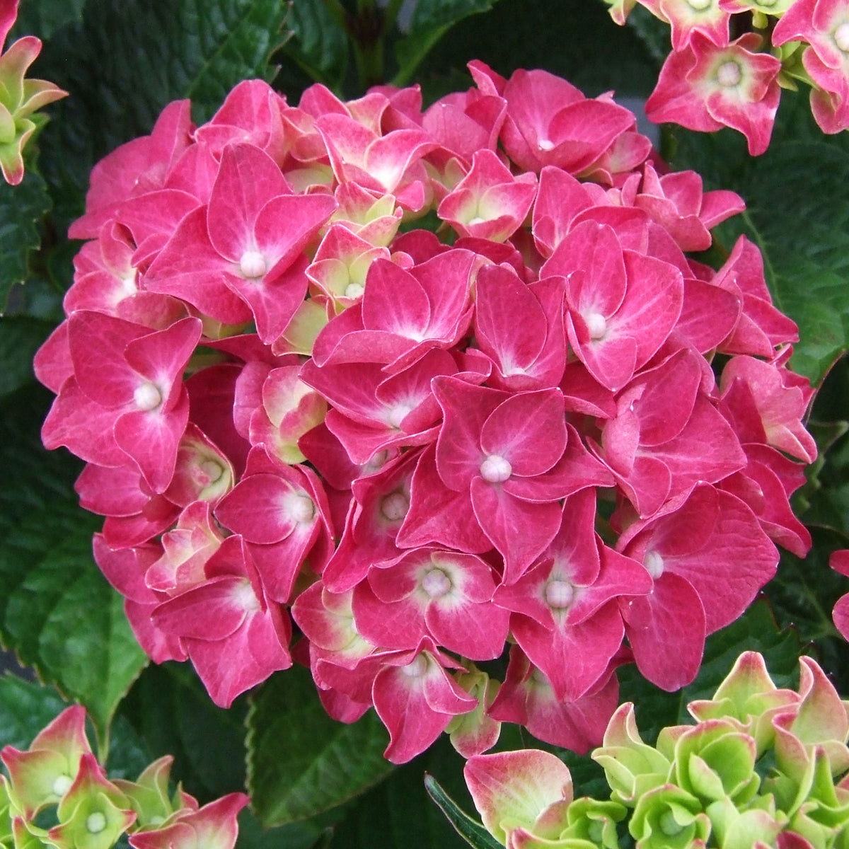 Bigleaf hydrangea Hydrangea macrophylla Red - Hardy plant