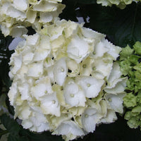 Hortensia Hydrangea macrophylla 'White' white