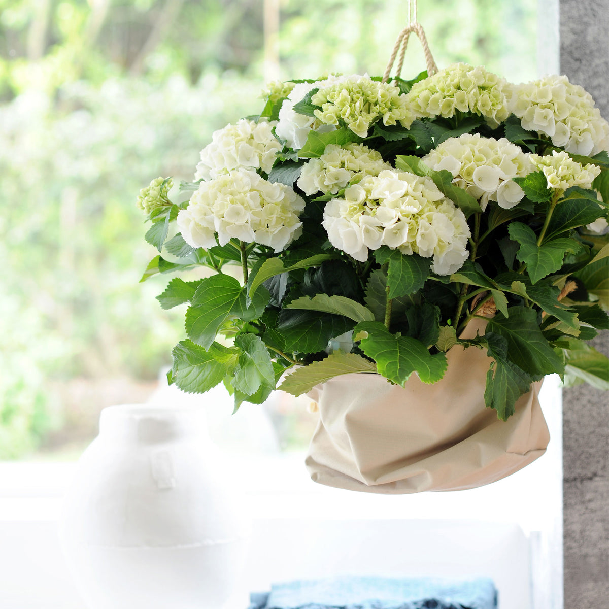 Hortensia Hydrangea macrophylla 'White' white