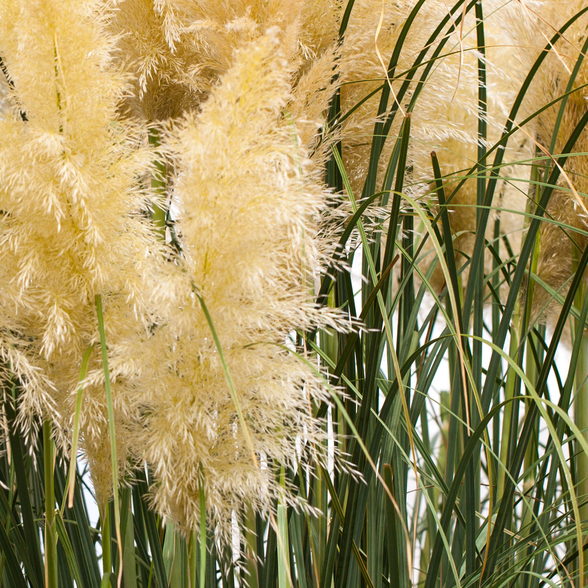 Pampas grass Cortaderia 'Evita' white