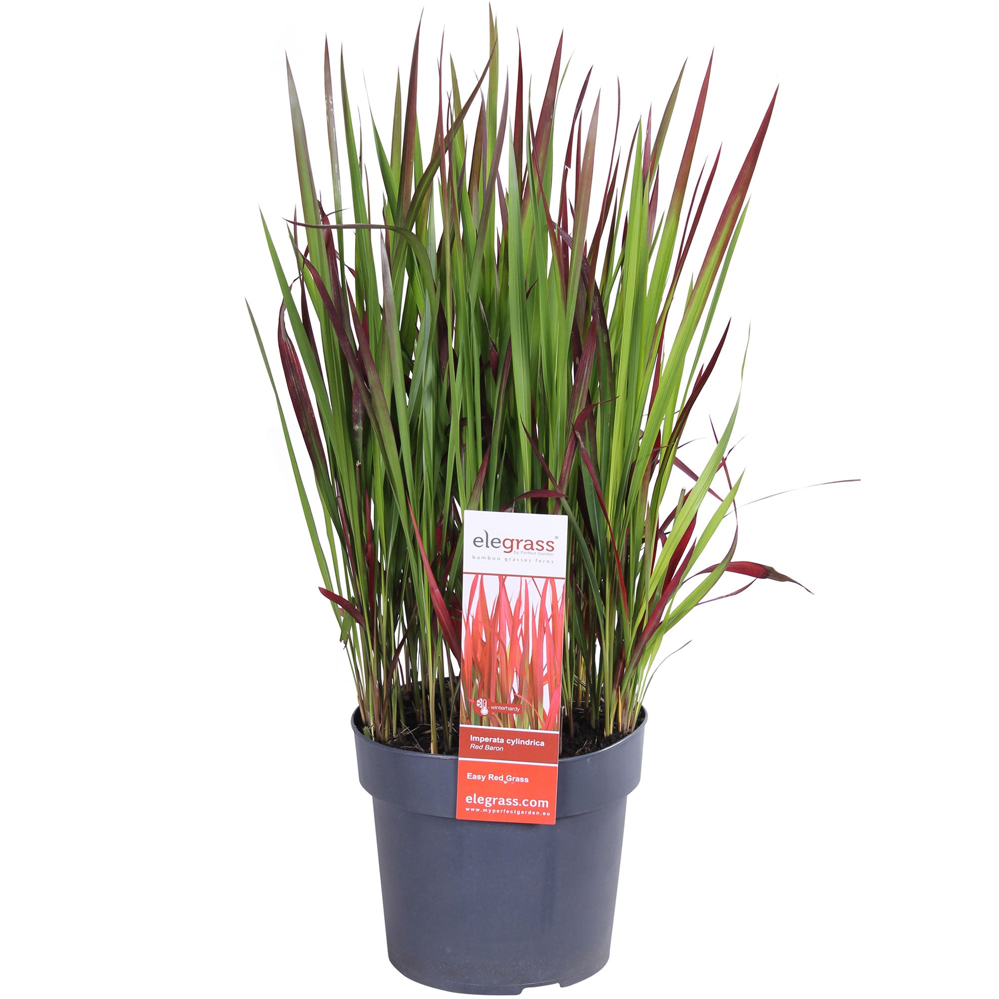 Buy hardy perennial blood grass 'Red green-red - Hardy plant | Bakker.com
