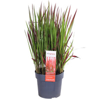 Japanese blood grass Imperata 'Red Baron' green-red - Hardy plant