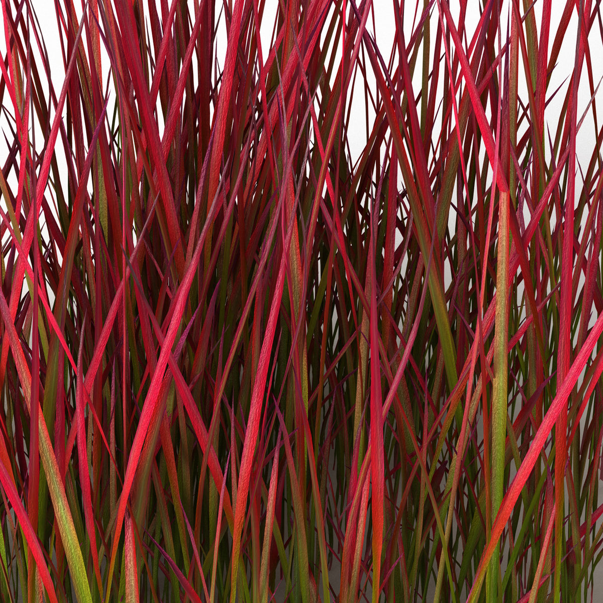 Japanese blood grass Imperata 'Red Baron' green-red - Hardy plant