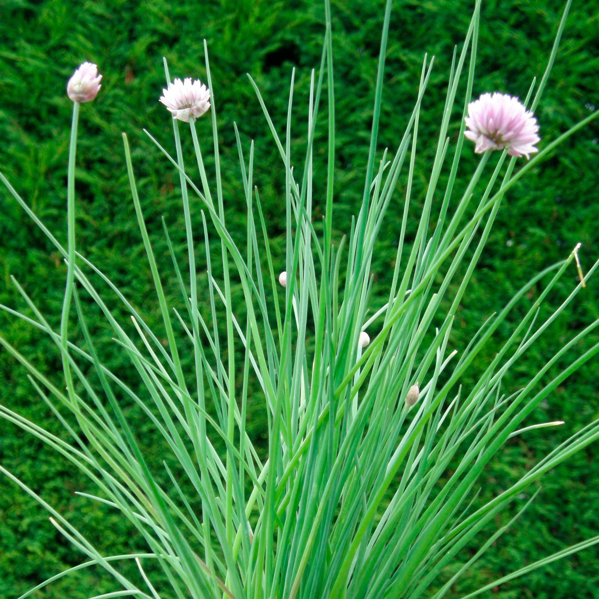 Chive Flowers allium schoenoprasum, a pungent Herb of the Onion Family,  Grow Your Own Organic Food, UK Stock Photo - Alamy