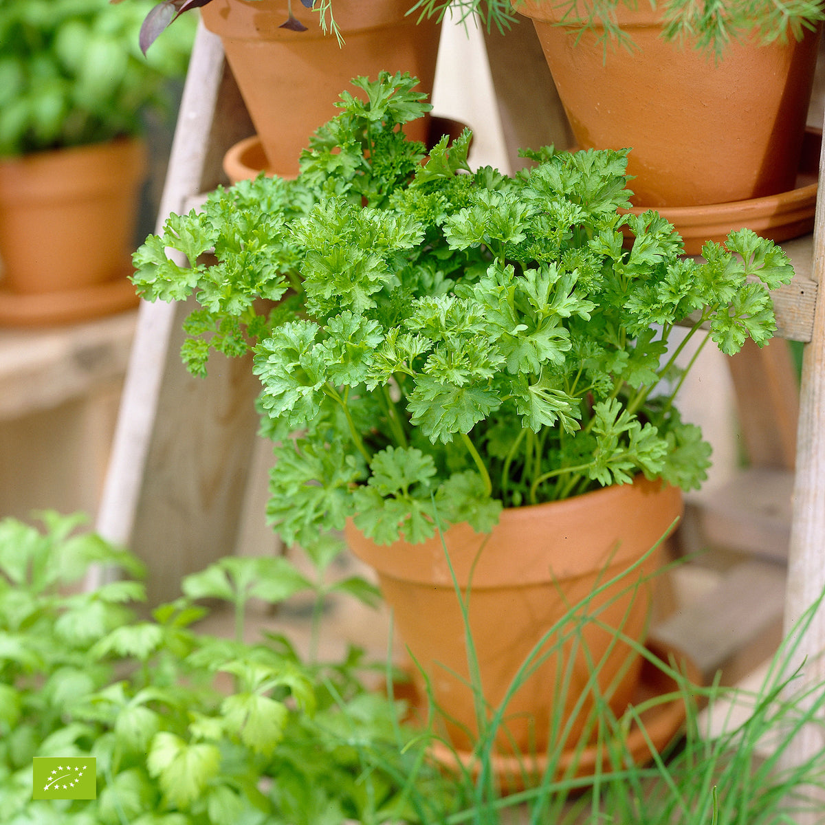 2x Flat-leaf parsley Petroselium 'Gigant d'Italia' - Organic