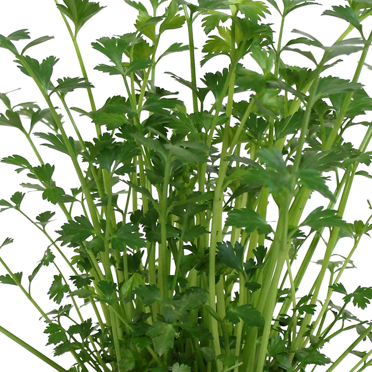 2x Flat-leaf parsley Petroselium 'Gigant d'Italia' - Organic