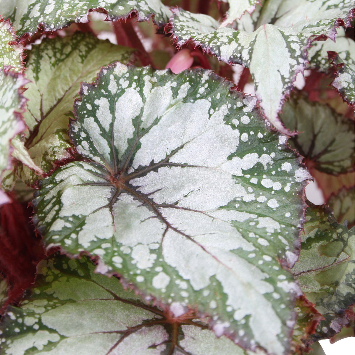 Painted-leaf Begonia 'Asian Tundra'