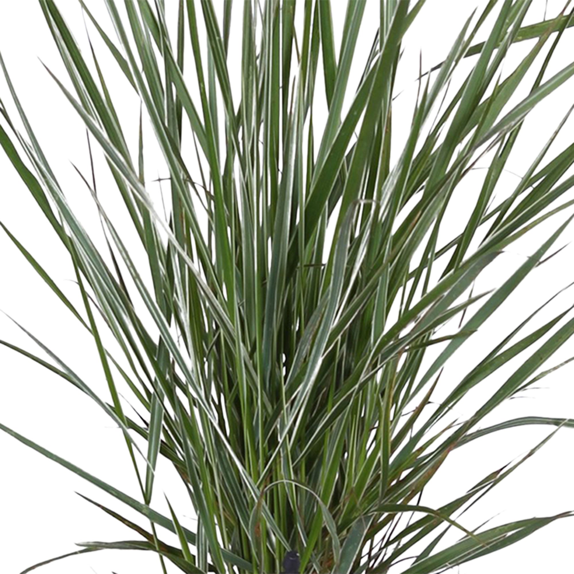Buy Ornamental Grass Feather reed grass Calamagrostis 'Overdam' green