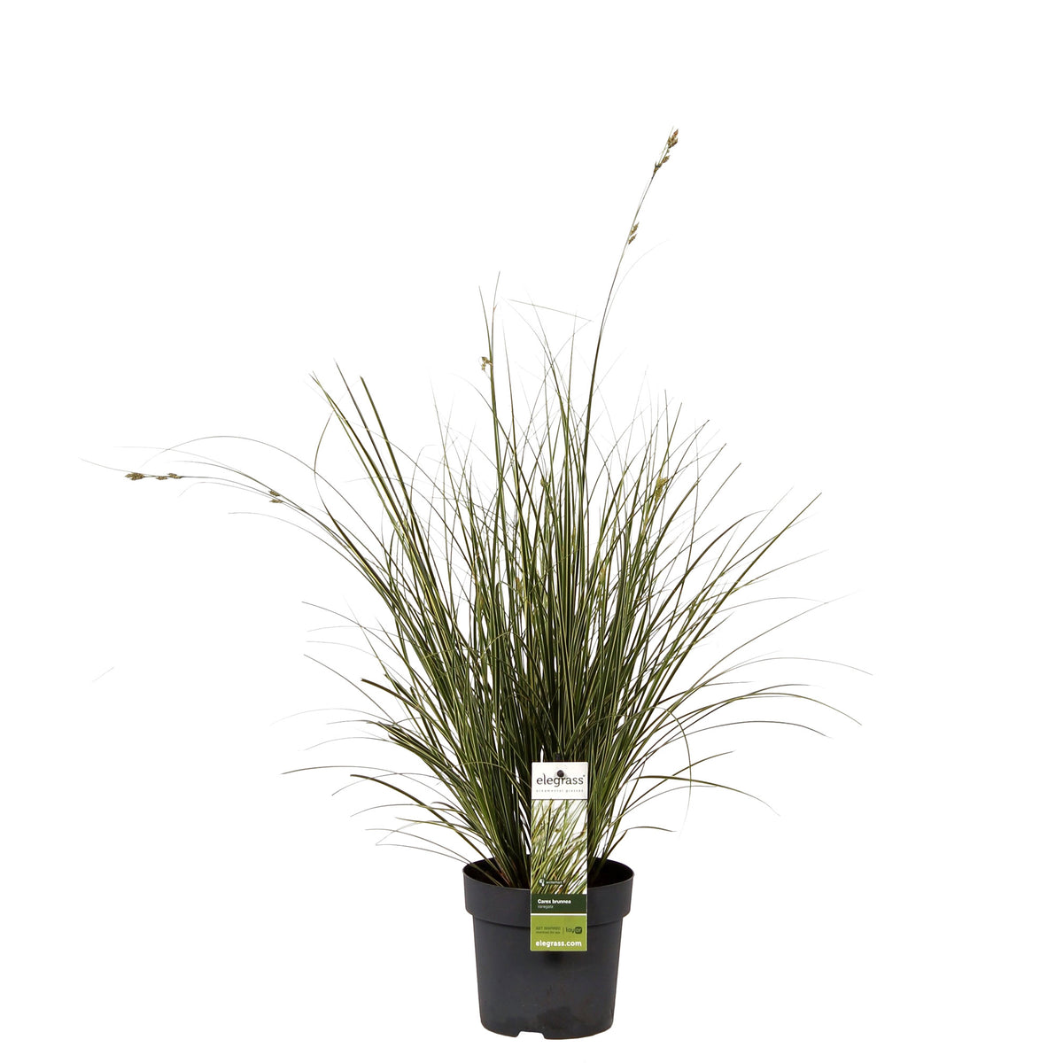 Sedge Carex 'Variegata' - Hardy plant