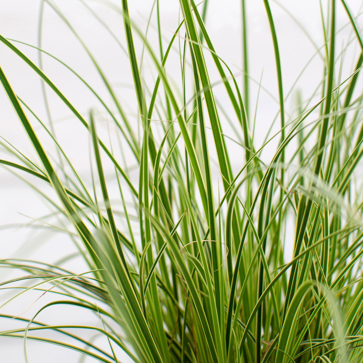 Sedge Carex 'Variegata' - Hardy plant