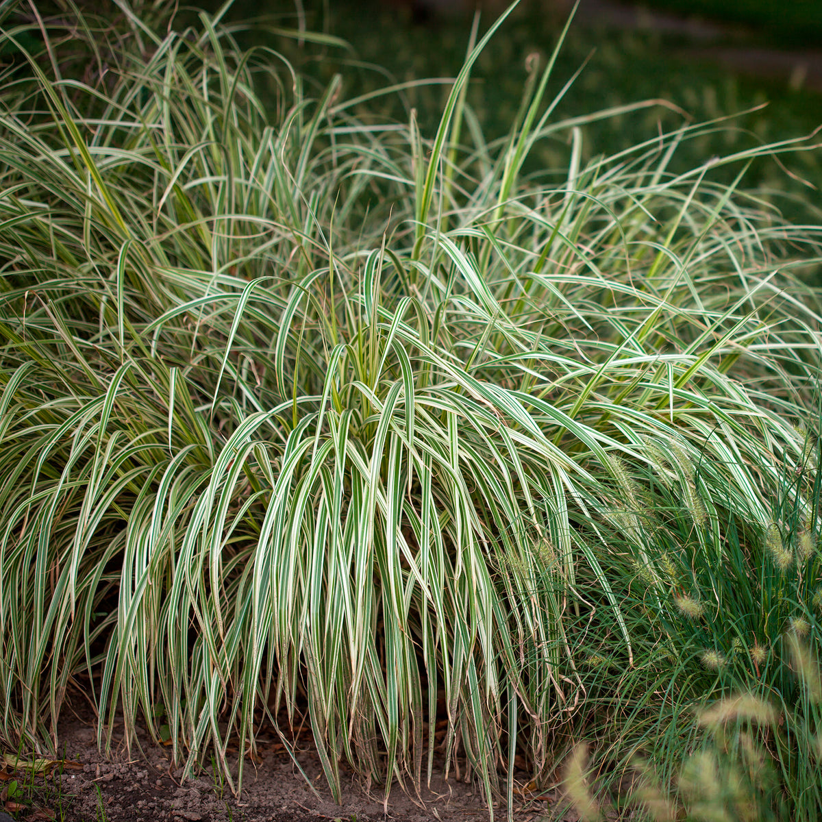 Sedge Carex 'Variegata' - Hardy plant