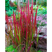 Japanese blood grass Imperata 'Red Baron' green-red - Hardy plant