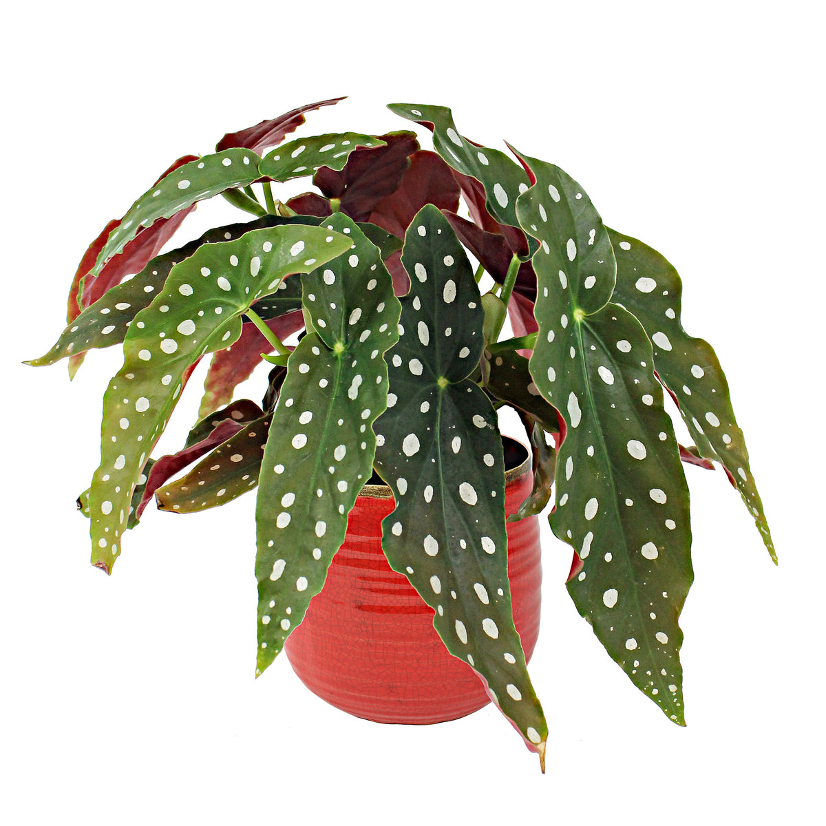 Polka Dot Begonia maculata