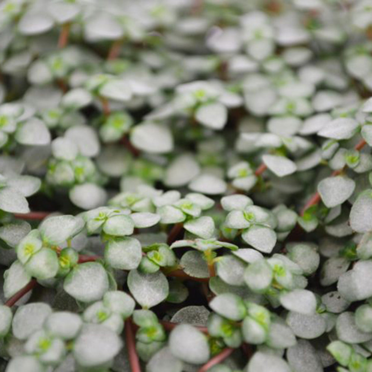 Pilea glauca
