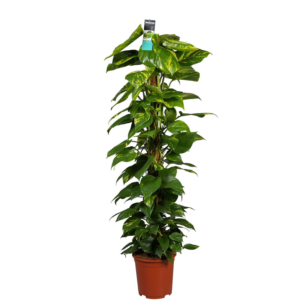 Scindapsus Epipremnum 'Aureum' incl. moss pole