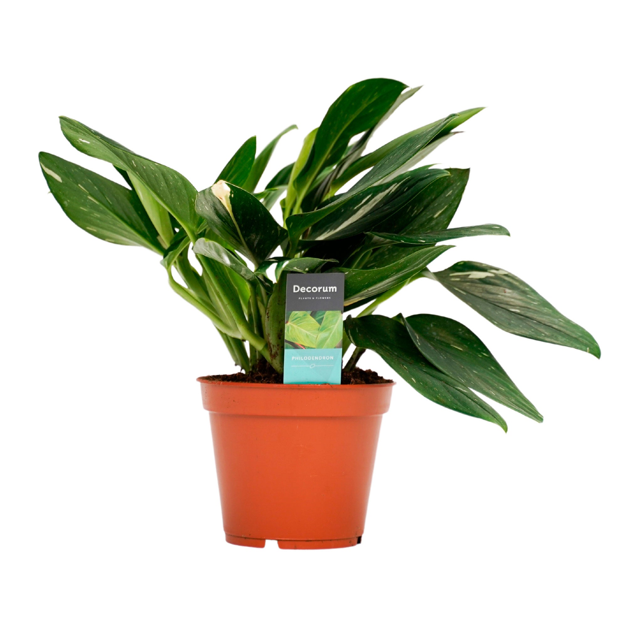 Buy house plants now Philodendron 'Cobra'