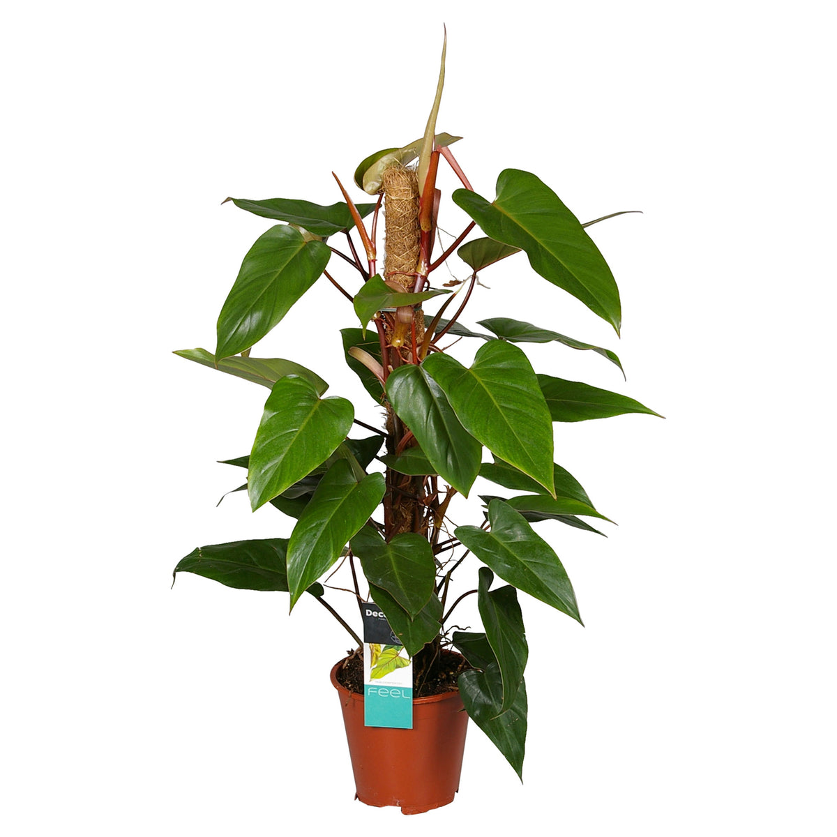Philodendron 'Red Emerald'