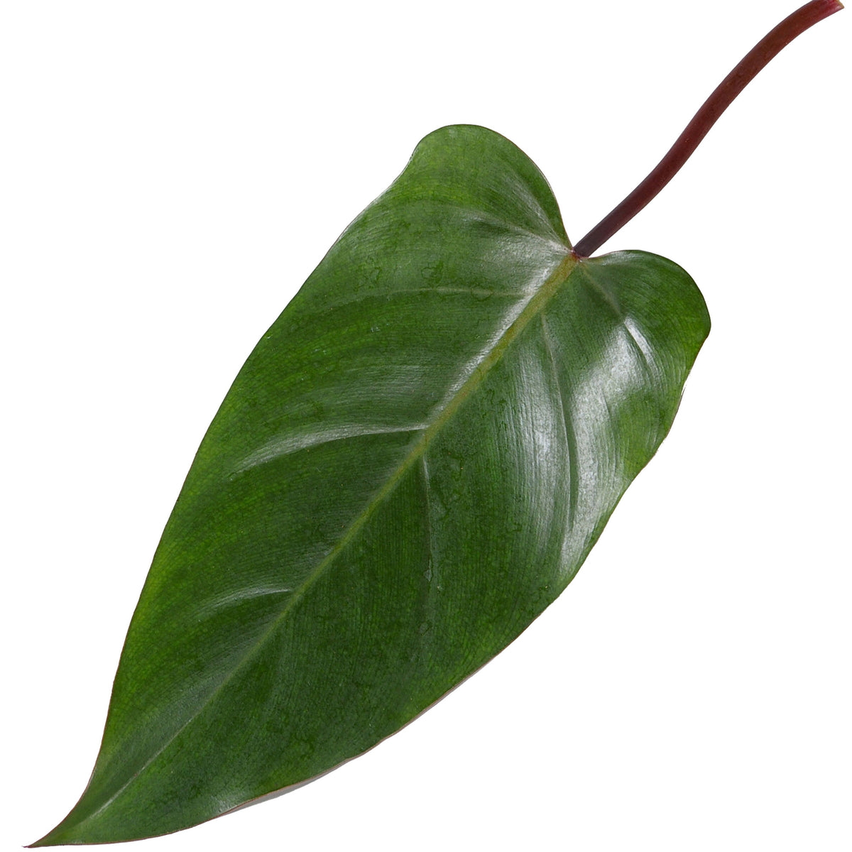 Philodendron 'Red Emerald'