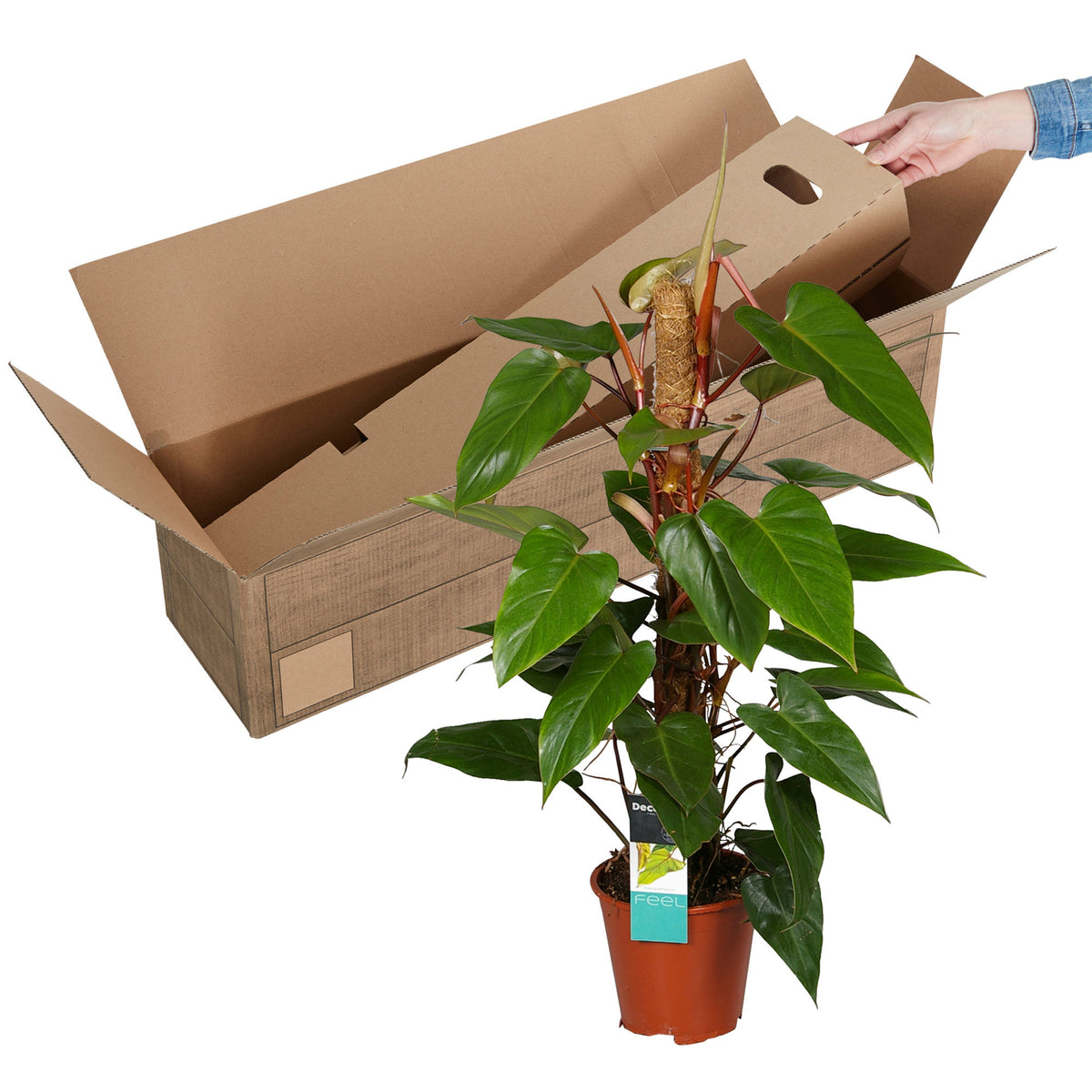 Philodendron 'Red Emerald'