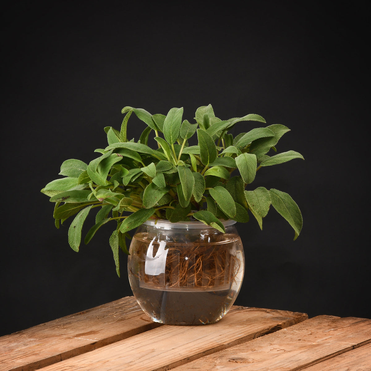 Aquaculture pot Transparent