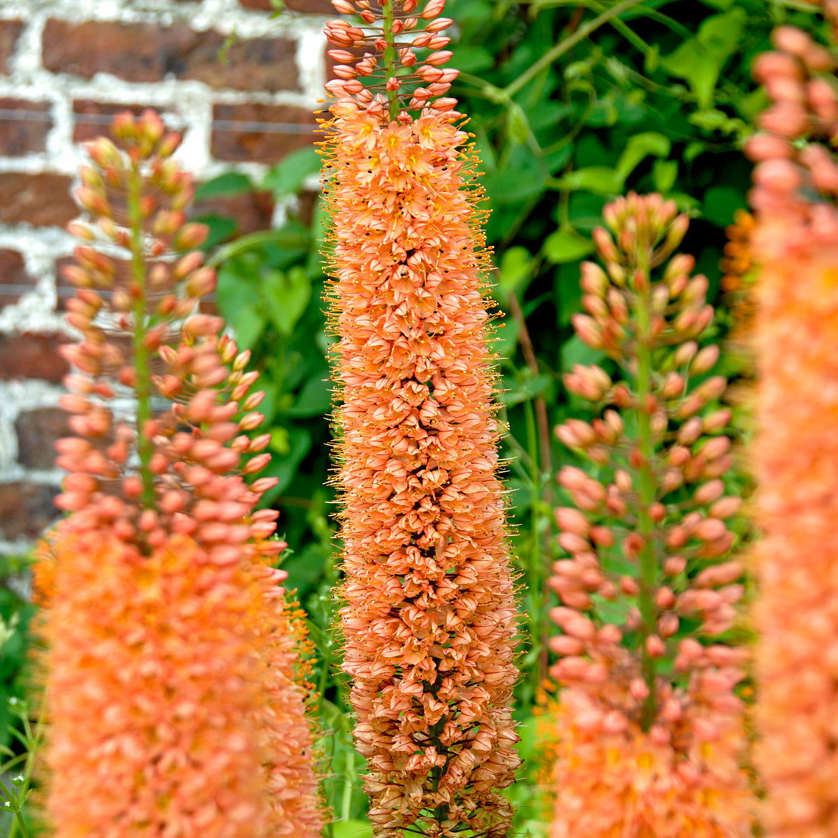 Cleopatra's needle Eremurus 'Pinnokio' orange