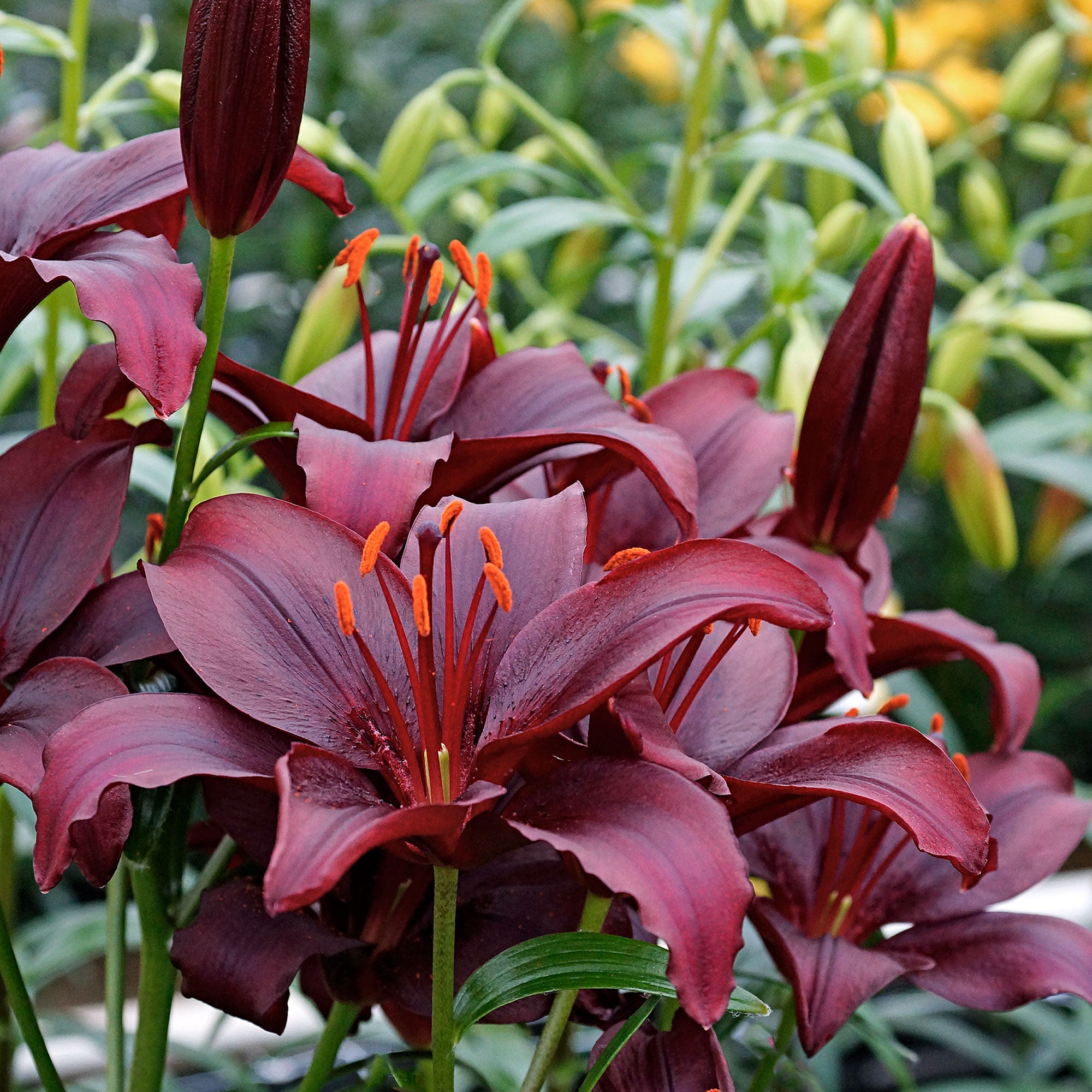 asiatic lily mapira Buy 10x Lilies Lilium 'Mapira' purple