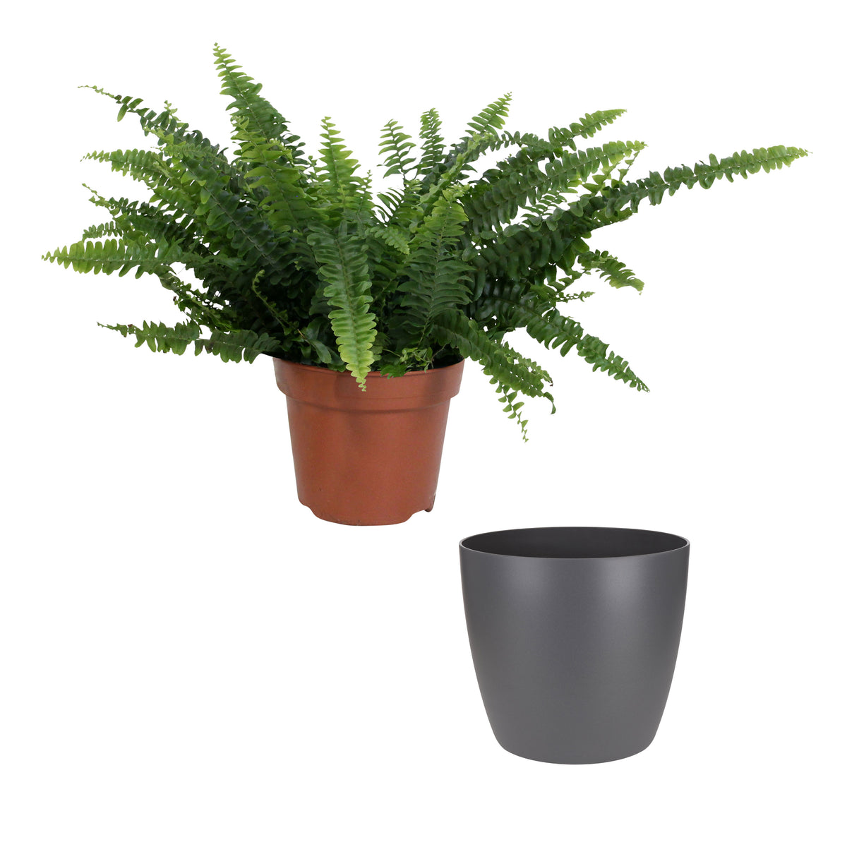 Sword fern Nephrolepis 'Green Lady' incl. decorative pot