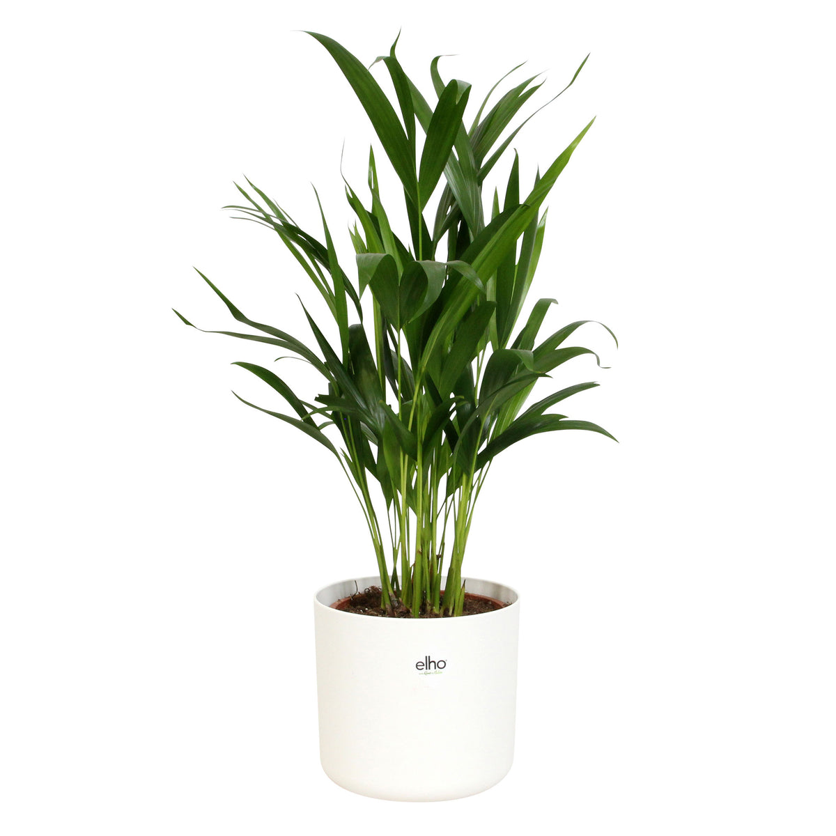 Areca palm Dypsis lutescens incl. decorative pot
