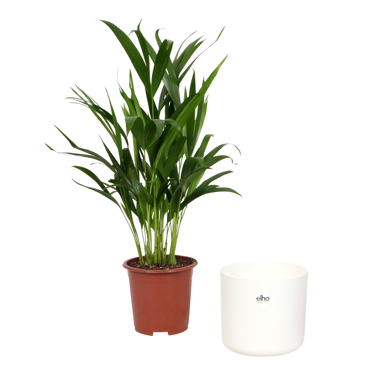 Areca palm Dypsis lutescens incl. decorative pot