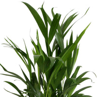 Areca palm Dypsis lutescens incl. decorative pot