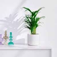 Areca palm Dypsis lutescens incl. decorative pot