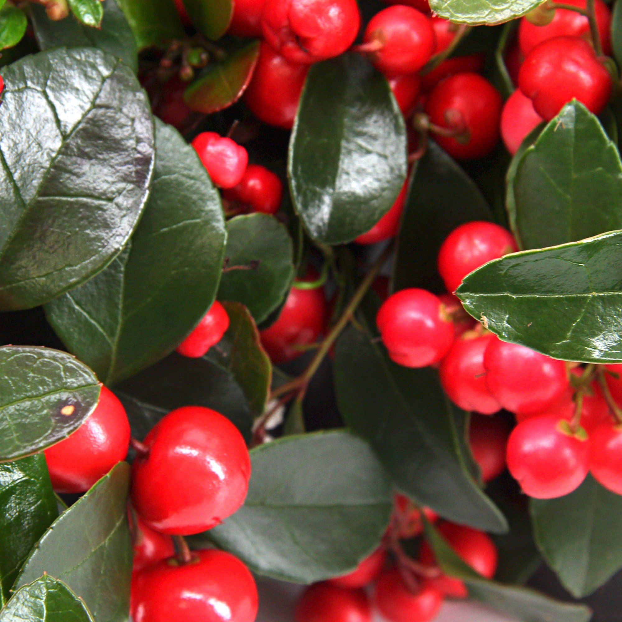 Buy ornamental shrubs now 3x Gaultheria procumbens 'Big Berry' green